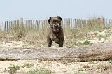 CANE CORSO 215